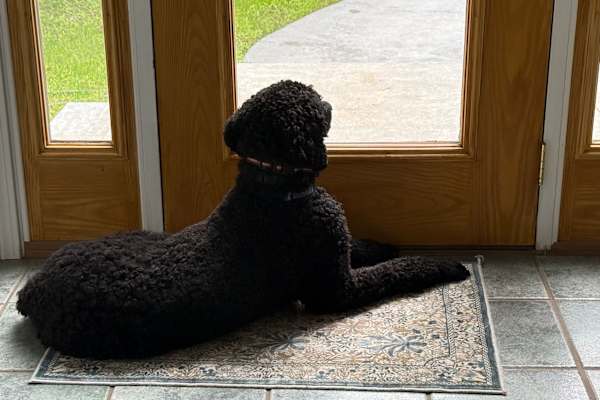 House sit in Ashford, CT, US