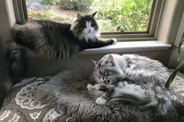 House sit in Comox, BC, Canada