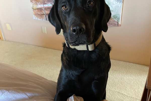 House sit in Eldorado at Santa Fe, NM, US