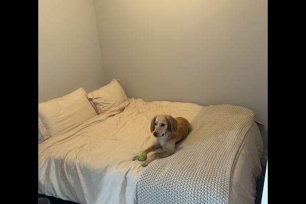 House sit in Los Angeles, CA, US