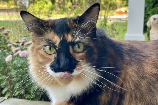 House sit in Northport, NY, US