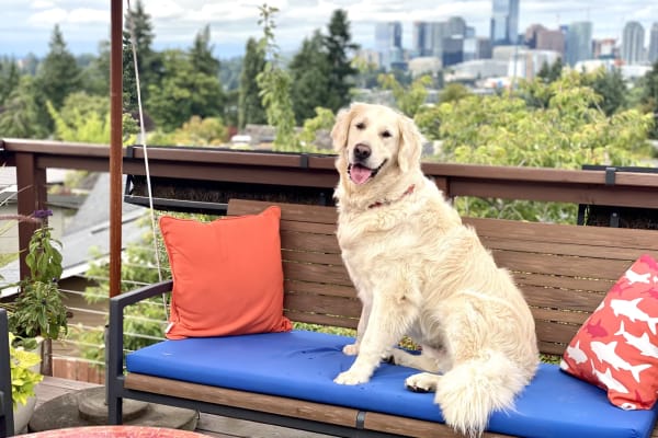 House sit in Bellevue, WA, US