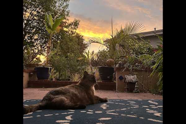 House sit in San Diego, CA, US