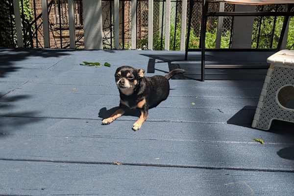 House sit in Marina del Rey, CA, US