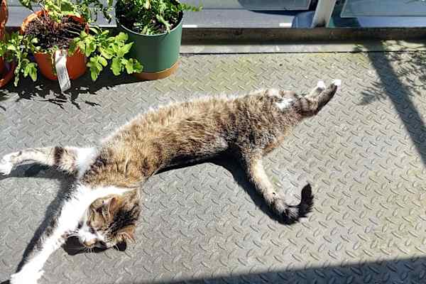 House sit in Luimneach, Ireland