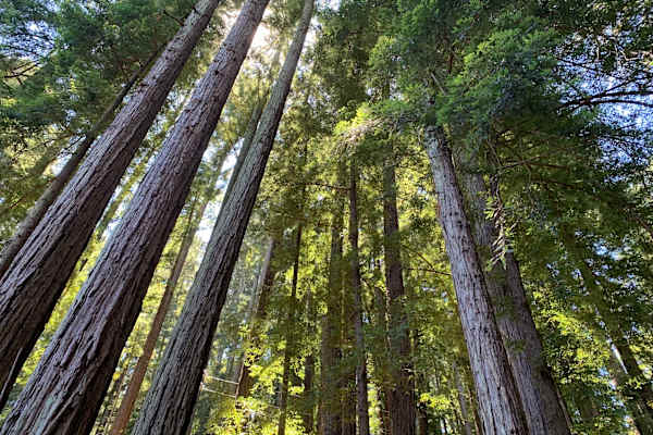 House sit in San Geronimo, CA, US