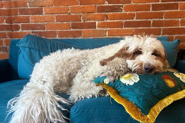 House sit in Philadelphia, PA, US