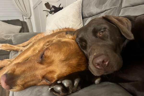 House sit in Raunds, United Kingdom