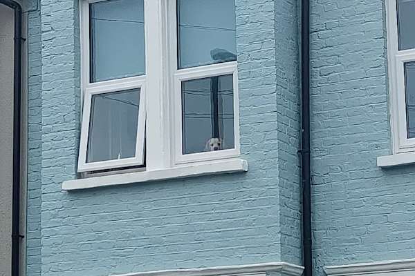 House sit in London, United Kingdom