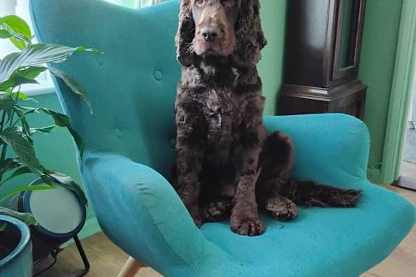 House sit in Faversham, United Kingdom