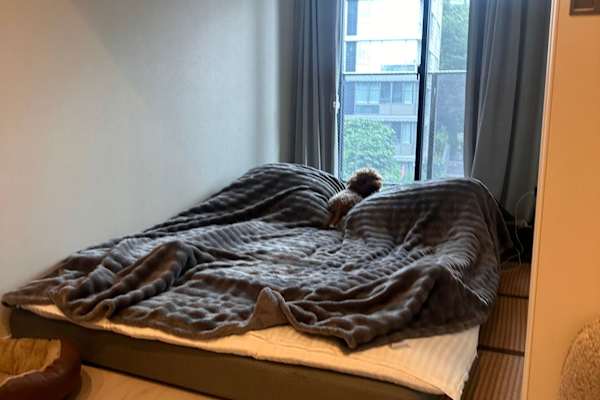 House sit in Tokyo, Japan