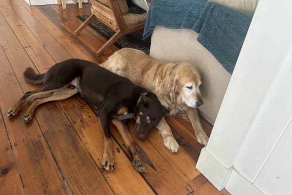 House sit in Gold Coast, QLD, Australia