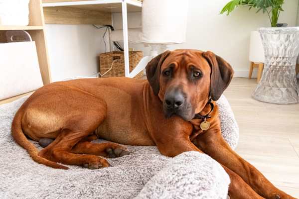 House sit in Sydney, NSW, Australia