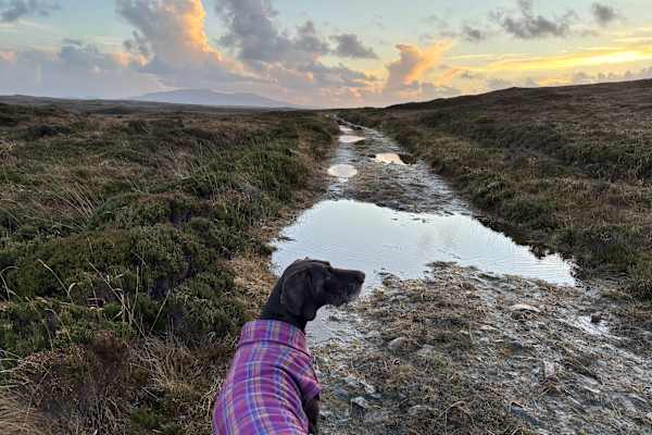 House sit in Balivanich, United Kingdom