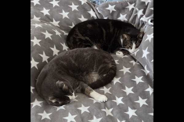 House sit in Binningen, Switzerland