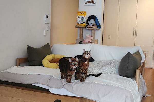 House sit in St Leonards, NSW, Australia
