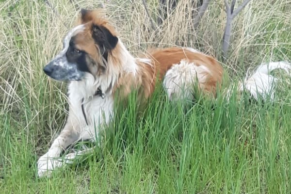 House sit in Parker, CO, US