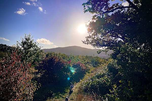 House sit in Great Malvern, United Kingdom