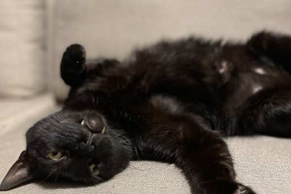 House sit in Paris, France