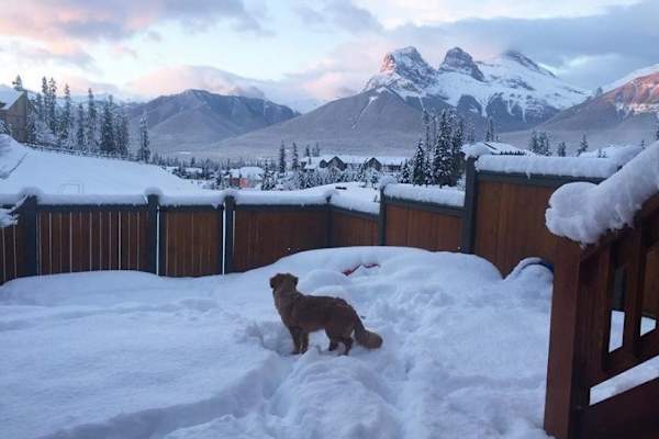 House sit in Canmore, AB, Canada