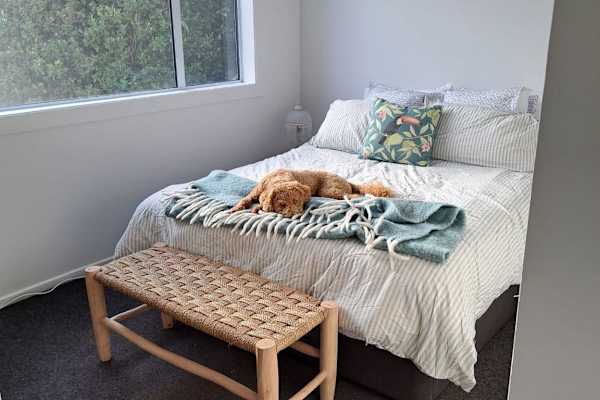 House sit in Wellington, New Zealand