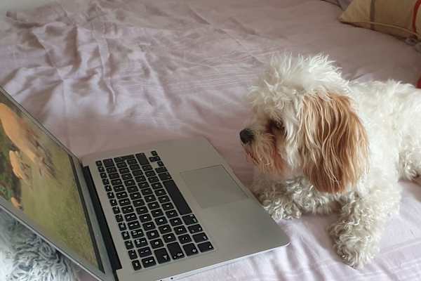 House sit in Dublin, Ireland