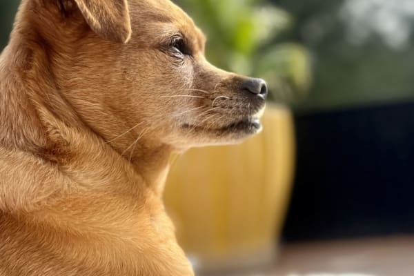 House sit in Edgewood, NM, US