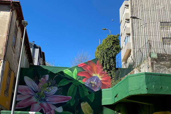House sit in Porto, Portugal