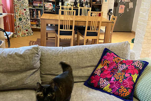 House sit in Montpellier, France