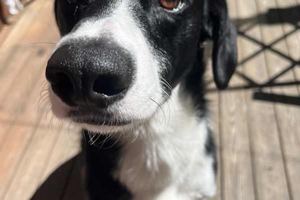 House sit in Huntington Beach, CA, US