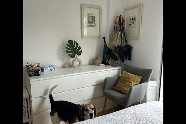 House sit in Madrid, Spain