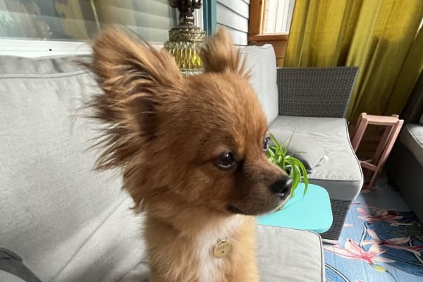 House sit in Winnipeg, MB, Canada