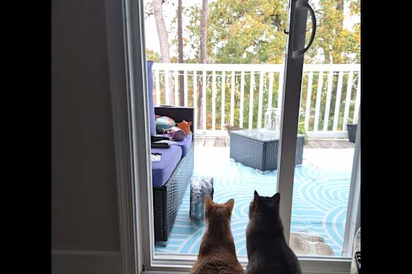 House sit in Virginia Beach, VA, US