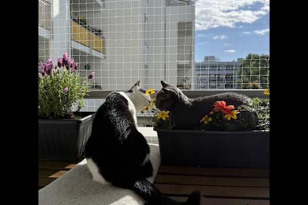 House sit in Munich, Germany