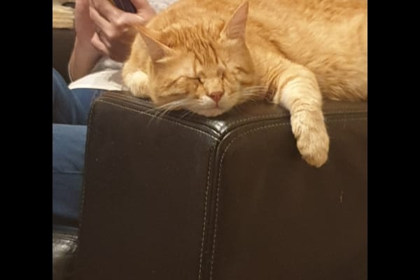 House sit in Birkenhead, United Kingdom