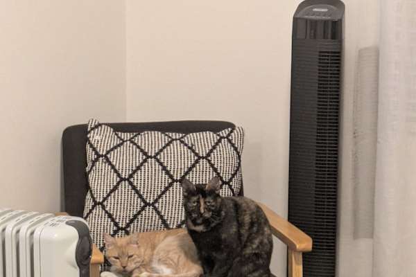 House sit in Sydney, NSW, Australia