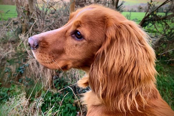 House sit in Dublin, Ireland