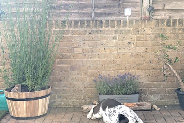 House sit in London, United Kingdom