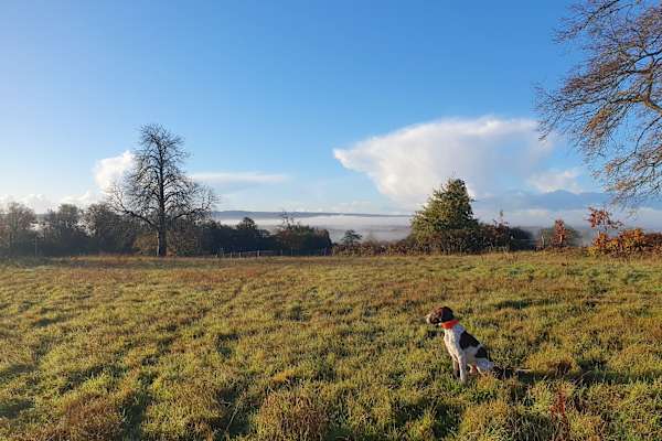 House sit in Godalming, United Kingdom