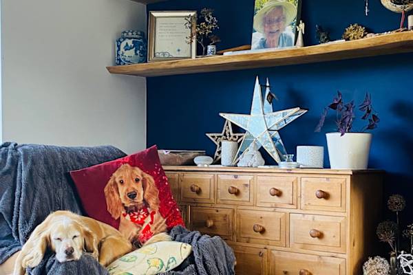 House sit in Cardigan, United Kingdom