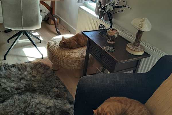 House sit in 's-Hertogenbosch, Netherlands