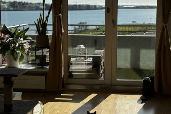 House sit in Reykjavík, Iceland