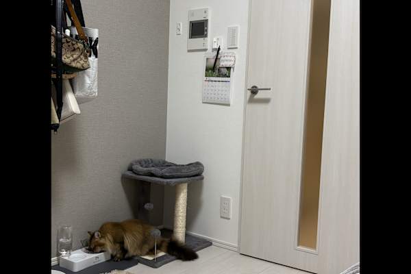 House sit in Ōmorinaka, Japan