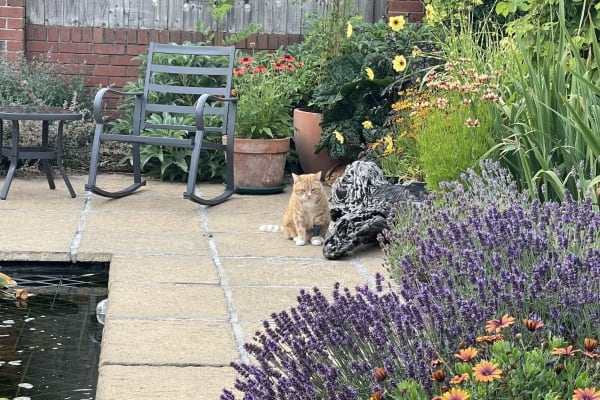 House sit in Wisbech, United Kingdom
