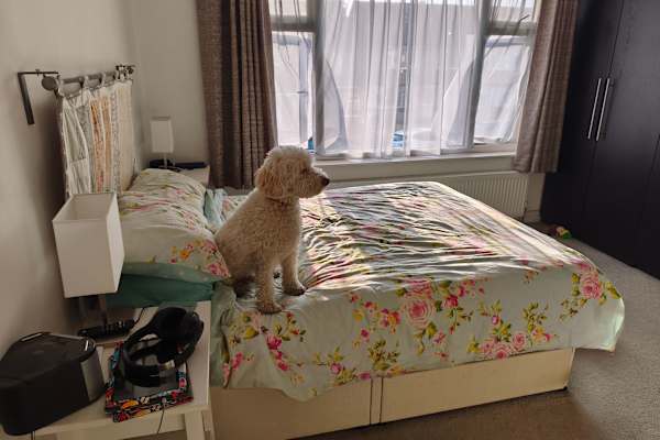 House sit in Beckenham, United Kingdom