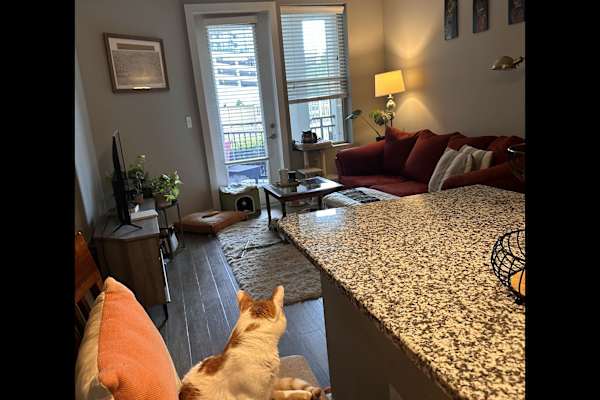 House sit in Durham, NC, US