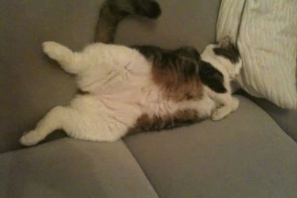House sit in Braunschweig, Germany