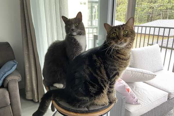 House sit in Trois-Rivières, QC, Canada