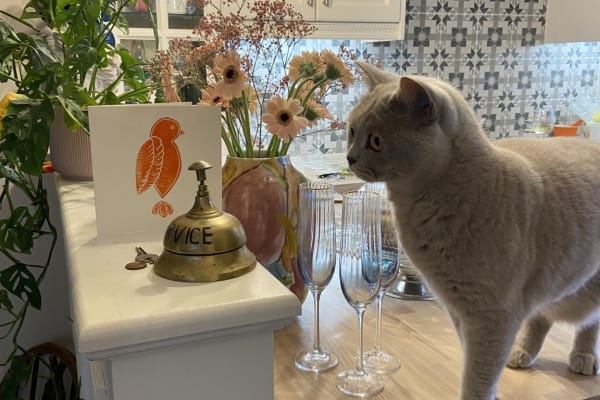 House sit in Listowel, Ireland