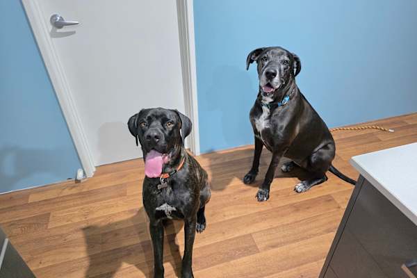 House sit in Vittoria, WA, Australia